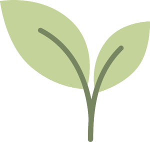 MCV leaf sprout