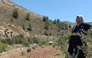 Olive Tree Campaign