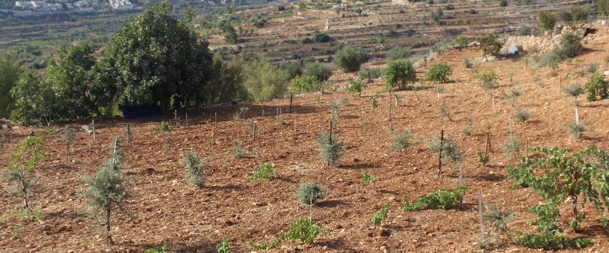 Olive-trees_banner-1200×500 Olive Trees
