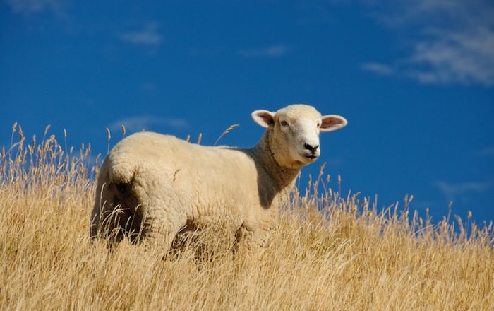 Sheep in wheat field